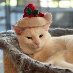 Meet your Posher, Van